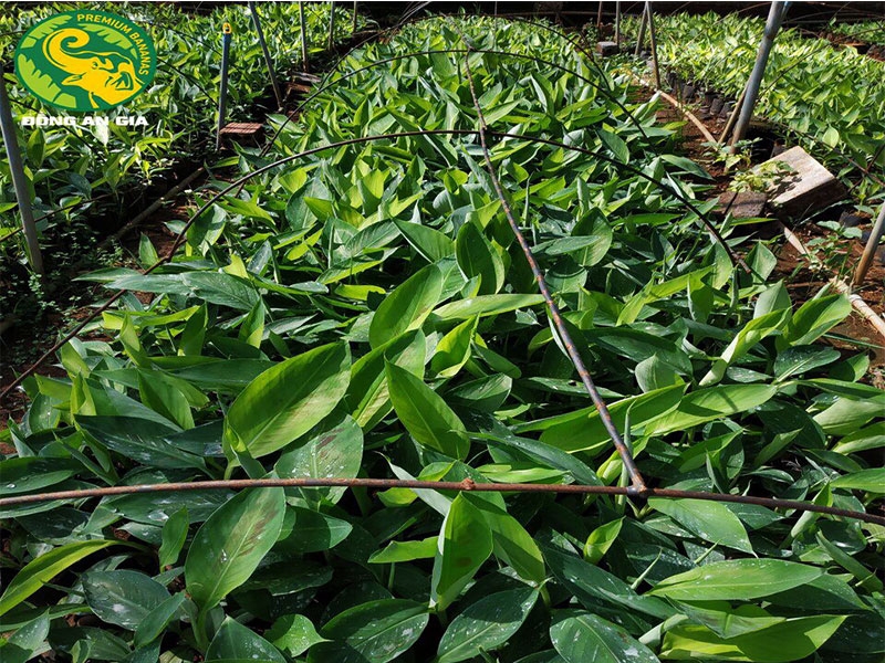 Trồng chuối già Nam Mỹ 10 cây ra buồng đẹp cả 10 cứ 1ha nông dân Bình  Thuận lãi cả trăm triệu