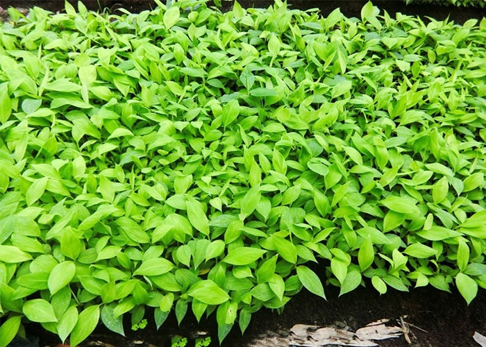 Vì sao giống chuối già Nam Mỹ cấy mô đang được quan tâm?