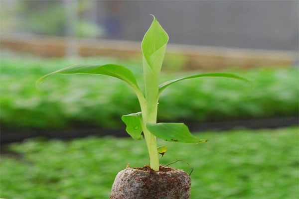 Cây chuối cấy mô – Kinh nghiệm lựa chọn đất và giống cây ngay từ ban đầu