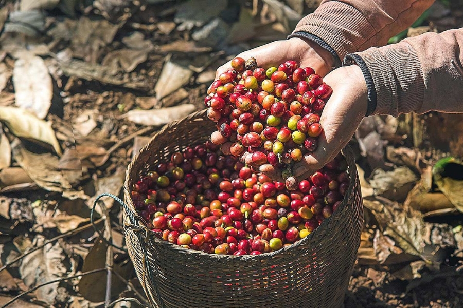 Mùa thu hoạch cà phê ở Brazil có gì khác biệt?